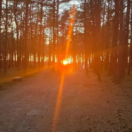 Sosnowy Widok Na Morze